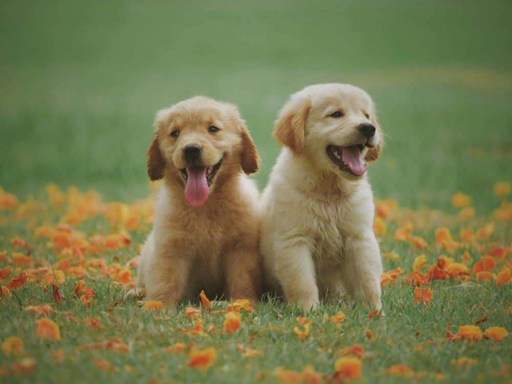 Hundebesuch von Doro und Bubble